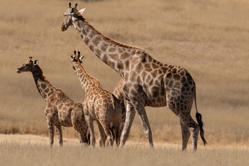 Obraz na płótnie Canvas Girafe, Giraffa Camelopardalis, Parc national du Kalahari, Afrique du Sud