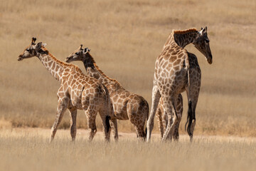 Naklejka na ściany i meble Girafe, Giraffa Camelopardalis, Parc national du Kalahari, Afrique du Sud