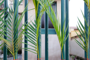 Holy Week Palm Sunday - religious symbol