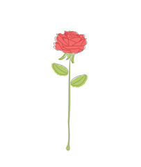 red rose drawn on a white background