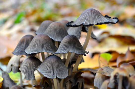 poisonous mushroom types