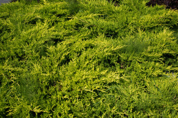 vegetation located in the park in Bistrita ,Prundu Bargaului,Romania,