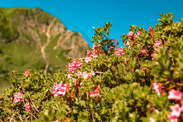 Obraz premium Rhododendron hirsutum, alpine hairy rose, at the famous Wildseelodersee lake, Fieberbrunn, Tyrol, Austria