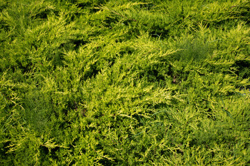 vegetation located in the park in Bistrita ,Prundu Bargaului,Romania,