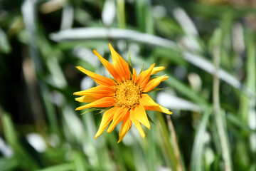 ジャノメクンショウギク