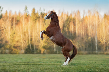 Beautiful horse rearing up in the field in autumn