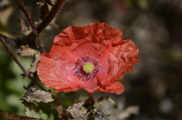 Red poppy flower