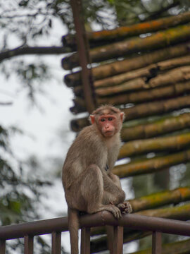 Selective focus on monkey, this photo has taken from Nandi hills in India 