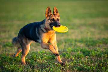 German shepherd puppy playing with frisbee on a green field