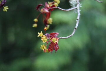 Acer Platanoides 'Goldsworth purple'. Norway Maple tree in flower.