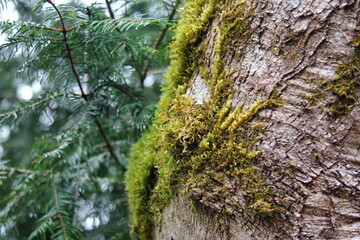 Moss weed on tree bark in taiga rainforest.