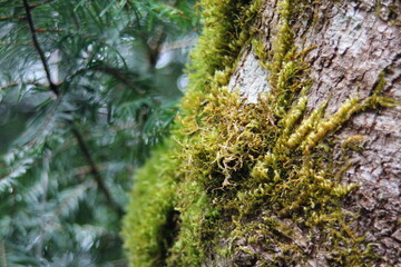 Moss weed on tree bark in taiga rainforest.