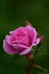 Rose Getrude Jekyll