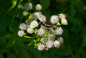 Map butterfly (Araschnia levana) with open wings sitting on white flower in Zurich, Switzerland