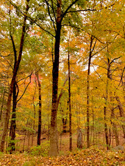 Fototapeta premium Autumn in Connecticut