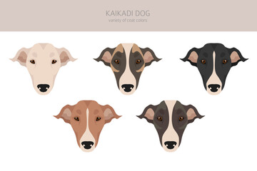 Kaikadi dog clipart. Different coat colors set