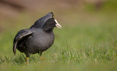 Eurasian coot - adult bird in spring