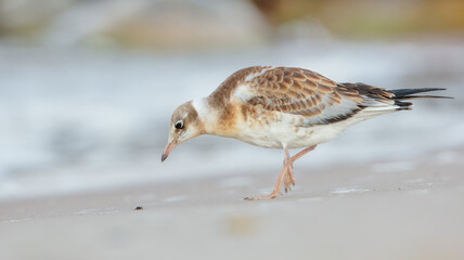 Black-headed Gull - juvenile bird on a sea cost 