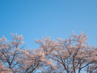 Blue sky pink cherry blossoms