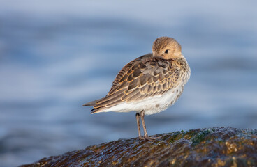 Dunlin - young bird at a seashore on the autumn migration way