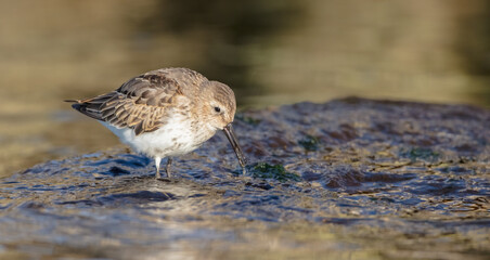 Dunlin - Calidris alpina - young bird at a seashore on the autumn migration way