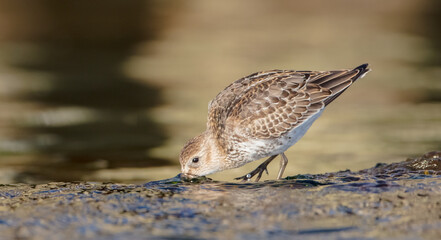 Dunlin - Calidris alpina - young bird at a seashore on the autumn migration way