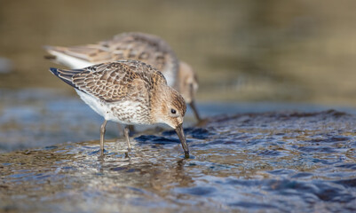 Dunlin - young bird at a seashore on the autumn migration way