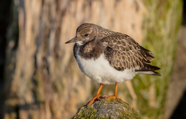 Ruddy Turnstone -  at the sea shore on autumn migration way