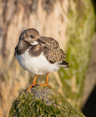 Ruddy Turnstone -  at the sea shore on autumn migration way