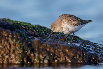 Dunlin - Calidris alpina - young bird at a seashore on the autumn migration way