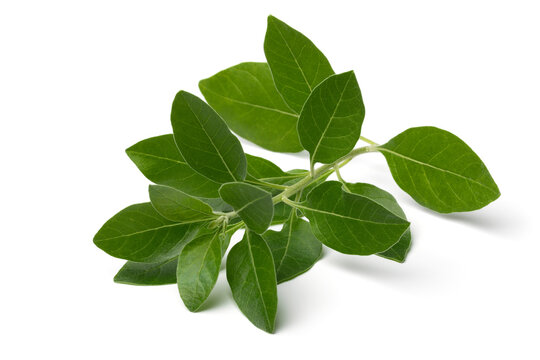 Twig of green ashwagandha plant isolated on white background