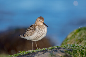 Dunlin - young bird at a seashore on the autumn migration way