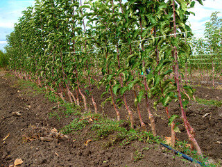 young fruit tree seedlings grow in the field