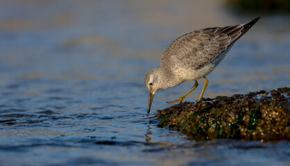 Red Knot - on the autumn migration way at a seashore