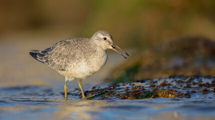 Red Knot - on the autumn migration way at a seashore