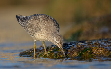 Red Knot - on the autumn migration way at a seashore