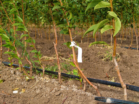 Fruit Tree Seedlings With Scion Buds And Capillary Irrigation 