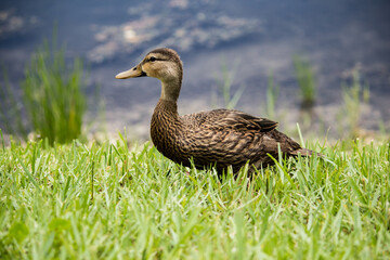 Fototapeta premium Duck on grass 