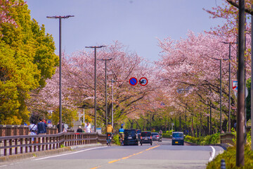 Fototapeta na wymiar 川崎・堀川町線の桜