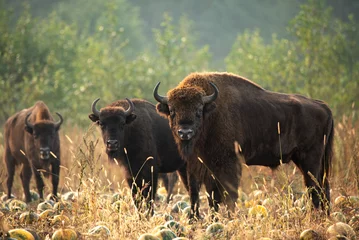 Papier Peint photo autocollant Bison Dziko żyjące żubry Puszcza Knyszyńska uprawa dyń jesień