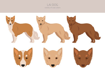 Vietnamese Lai dog clipart. Different coat colors se