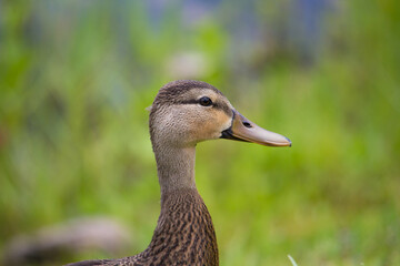 Fototapeta premium Duck on grass 