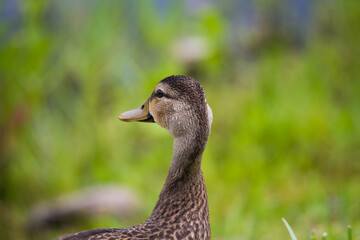 Duck on grass 