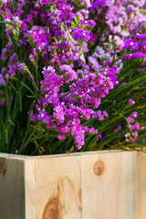 Close up of Statice, Limonium pink purple little flower in the wooden flowerpot