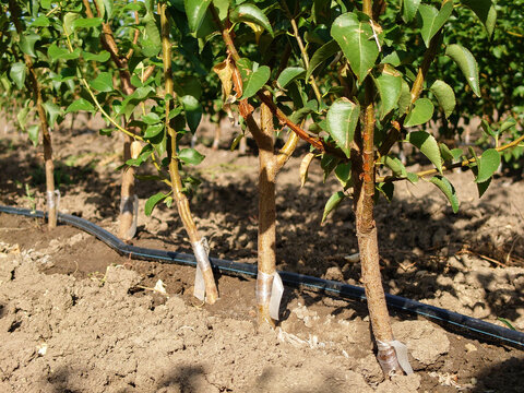 Fruit Tree Seedlings With Scion Buds And Capillary Irrigation 