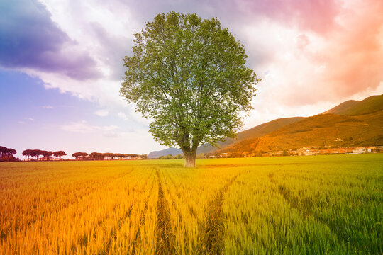 Lone tree in a tuscany wheat field - (Italy) - toned image