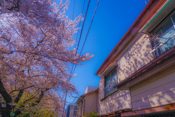 二ヶ領用水（宿河原）の桜