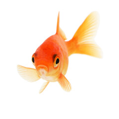 Gold Fish on White Background
