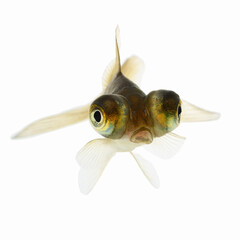 Gold Fish on White Background