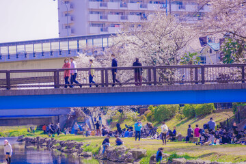 野川の春（東京都調布市）